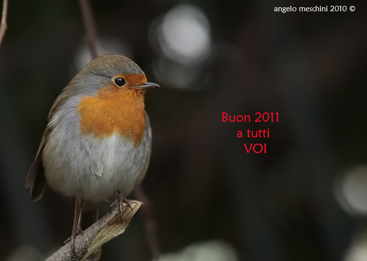 Buon anno da okkione